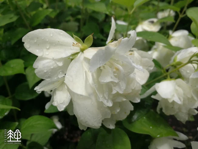 Philadelphus   'Little White Love'